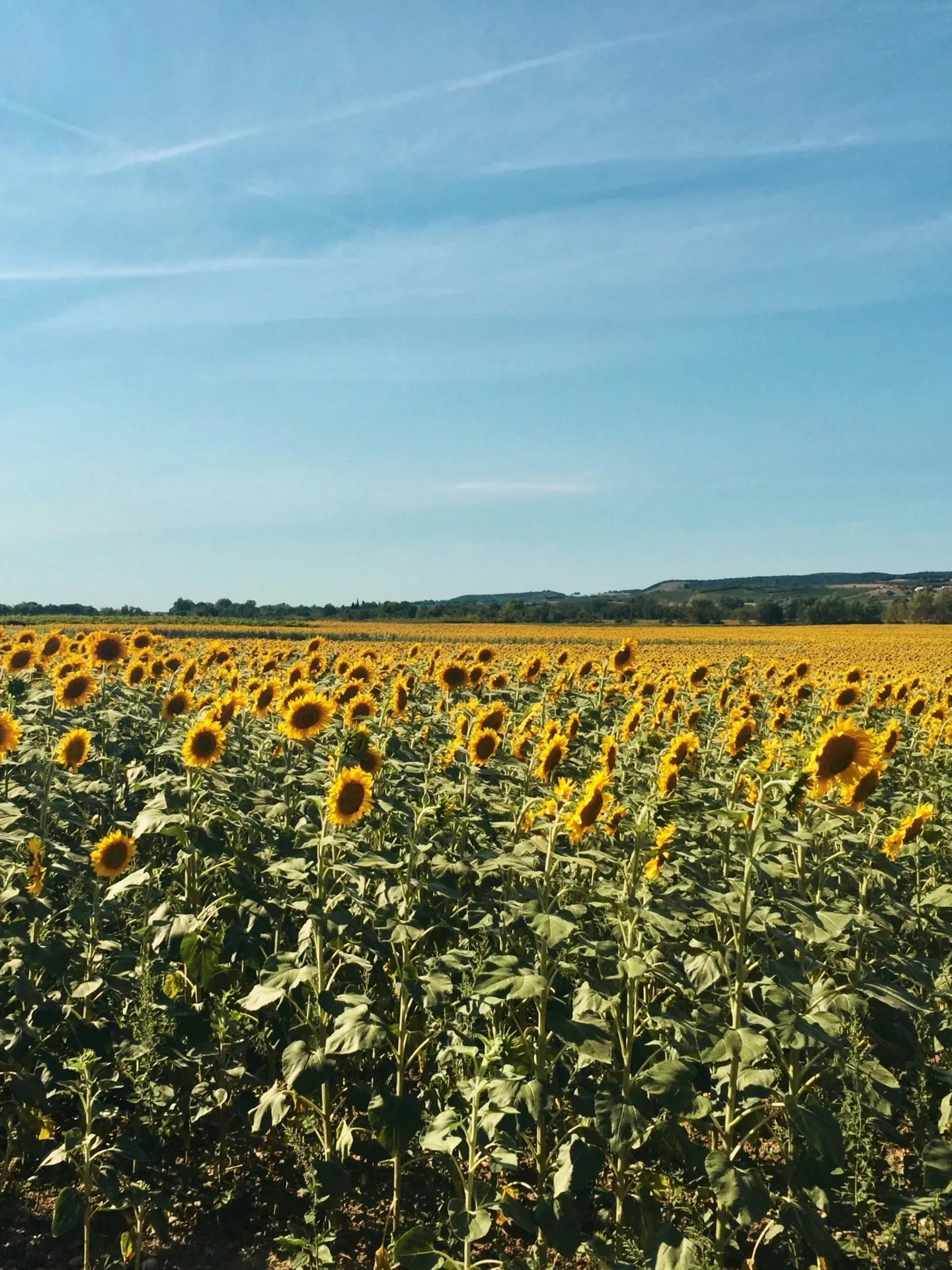 Solsikkemark i Provence