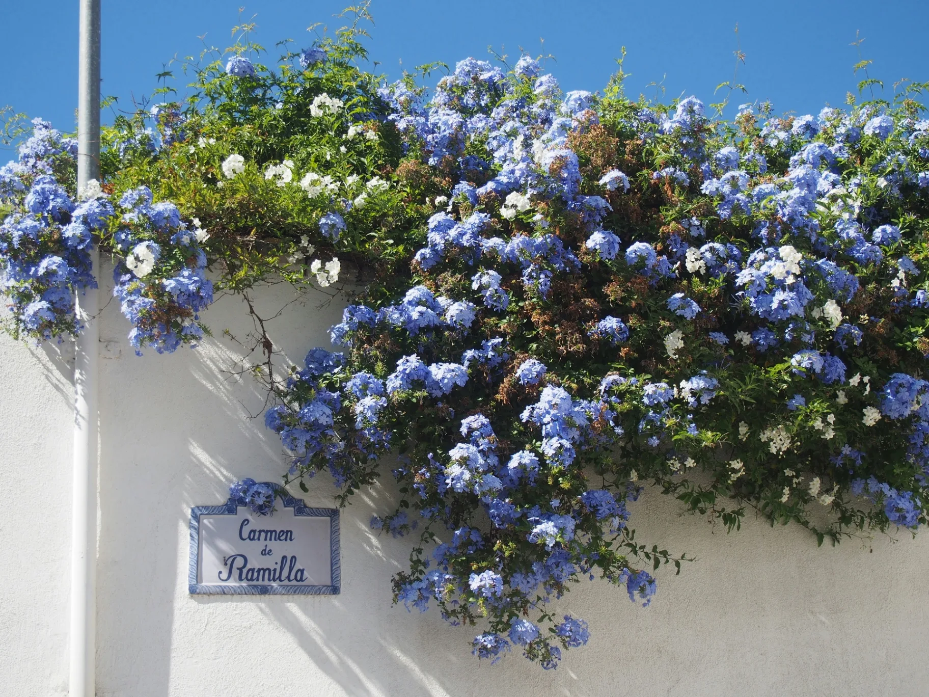 Blå blomster på sydeuropæisk mur