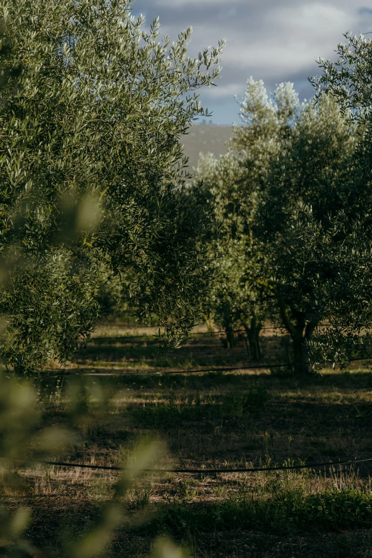Sommerhus i Italien: Den komplette guide til medejerskab