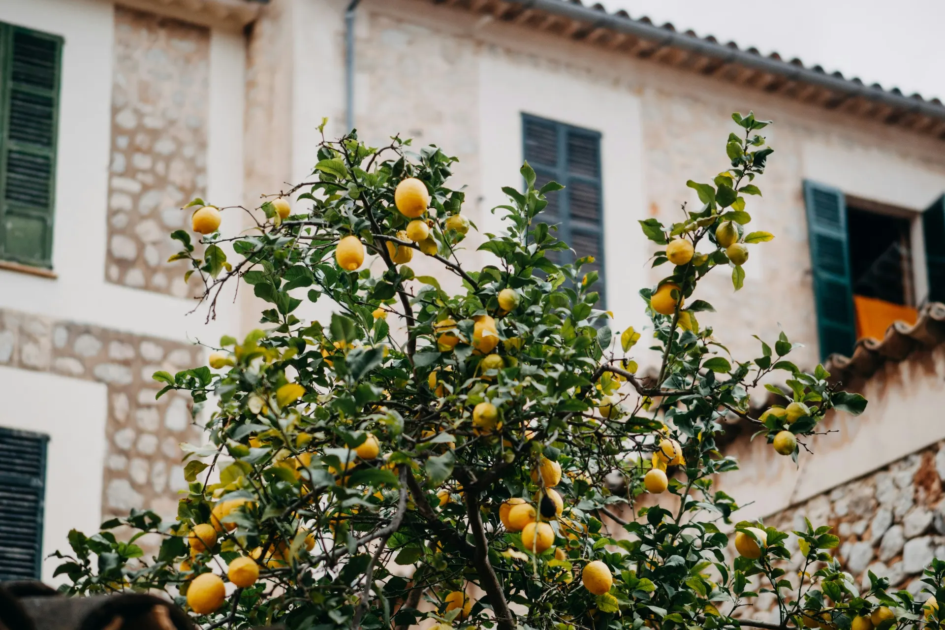 Citrontræ foran sydeuropæisk hus